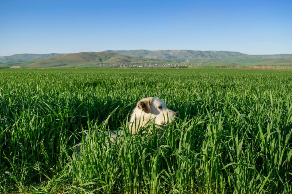 Pi Coin 2025: Overview, Potential & Price Predictions